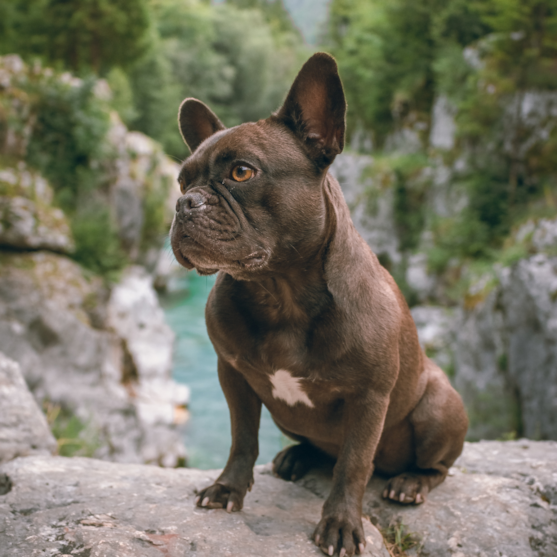 Frenchie Breed Info